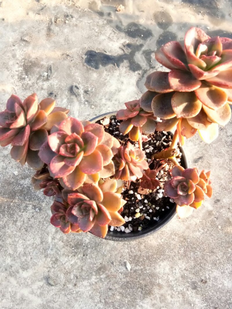 巧克力方砖