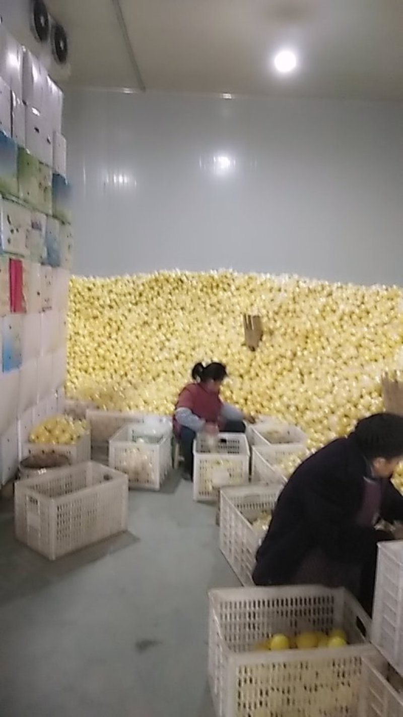 柠檬黄果，大中小可选一二级果