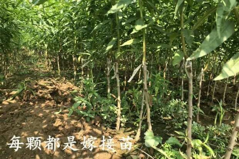血桃树苗正宗紫肉桃苗紫肉血桃苗嫁接桃树苗红肉血桃