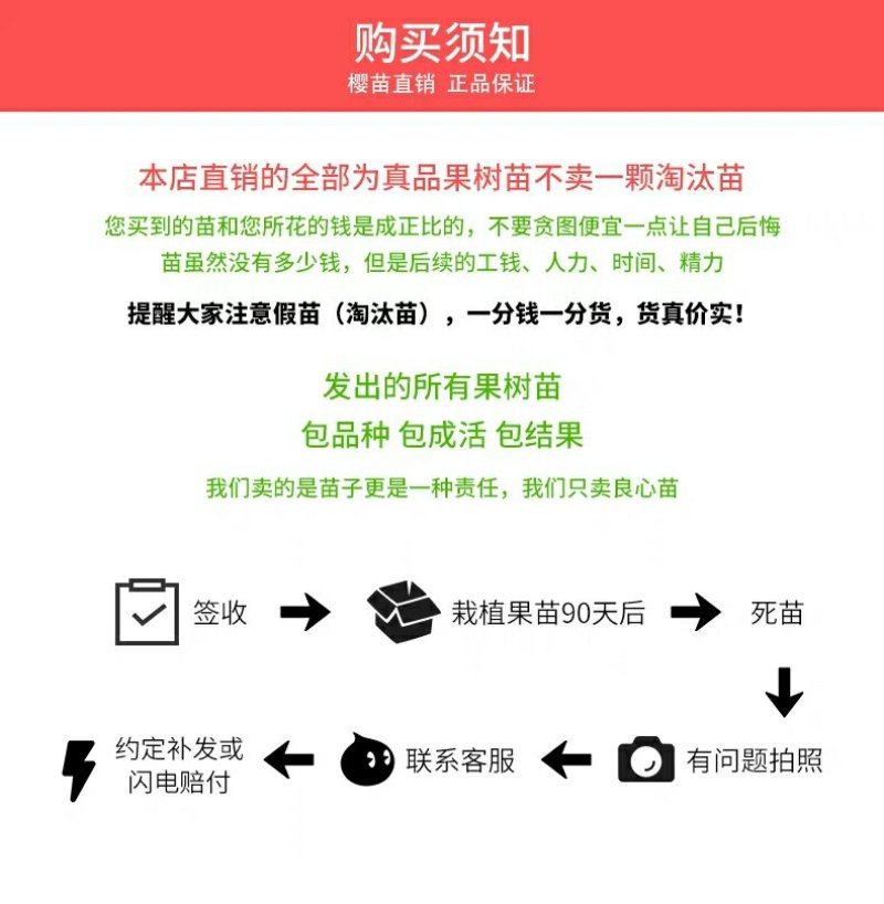 血桃树苗正宗紫肉桃苗紫肉血桃苗嫁接桃树苗红肉血桃