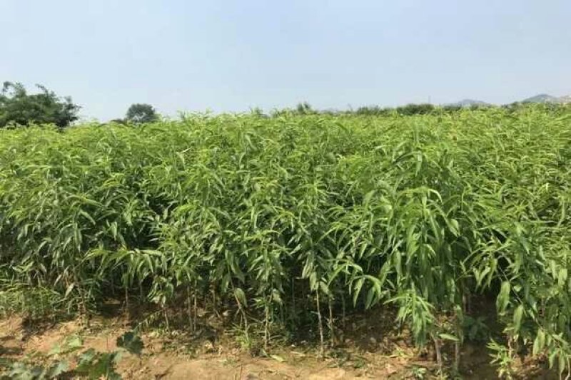 血桃树苗正宗紫肉桃苗紫肉血桃苗嫁接桃树苗红肉血桃