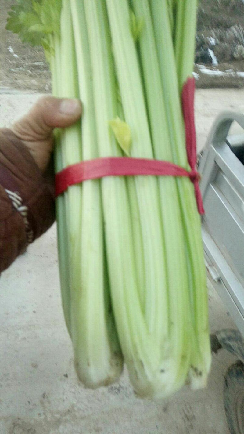 西芹50cm以上，芹菜！基地芹菜！袋装芹菜！捆把芹菜！