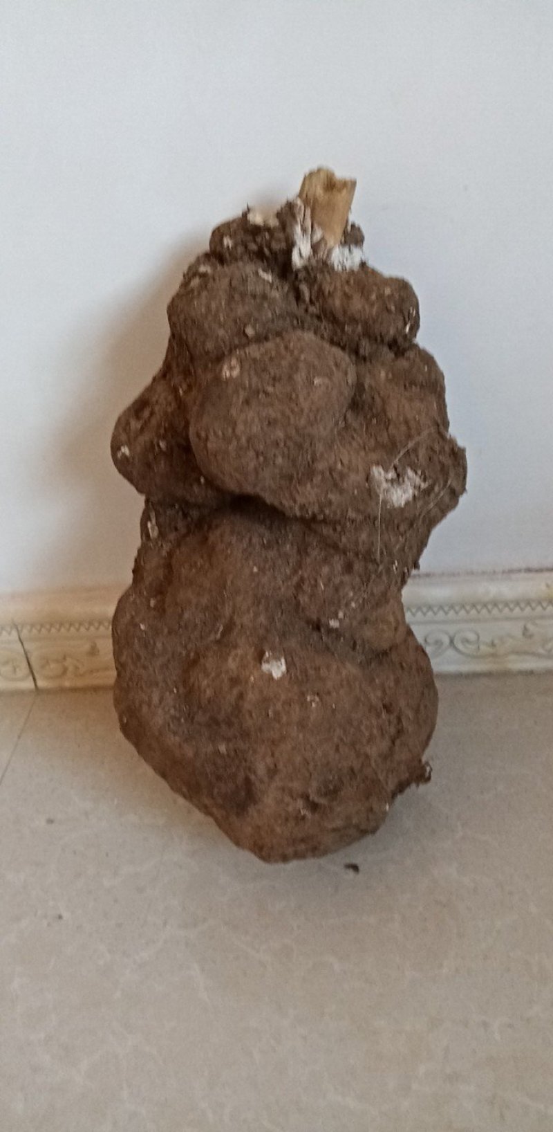 茯苓菌种栽培种