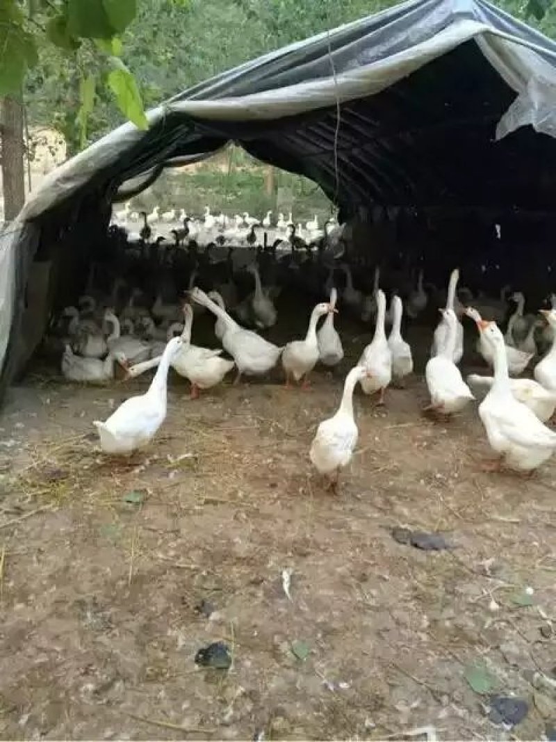 大量鹅蛋批发