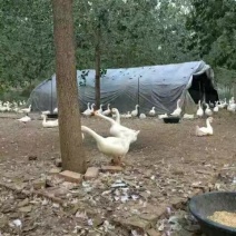 大量鹅蛋批发