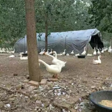 大量鹅蛋批发