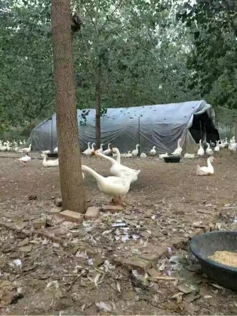 大量鹅蛋批发