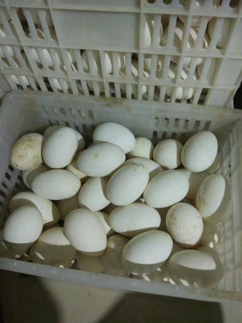 大量鹅蛋批发