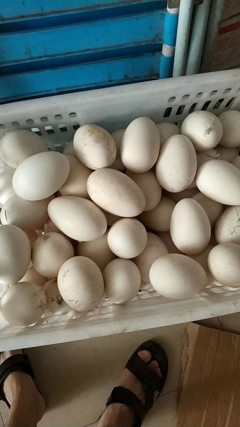 大量鹅蛋批发