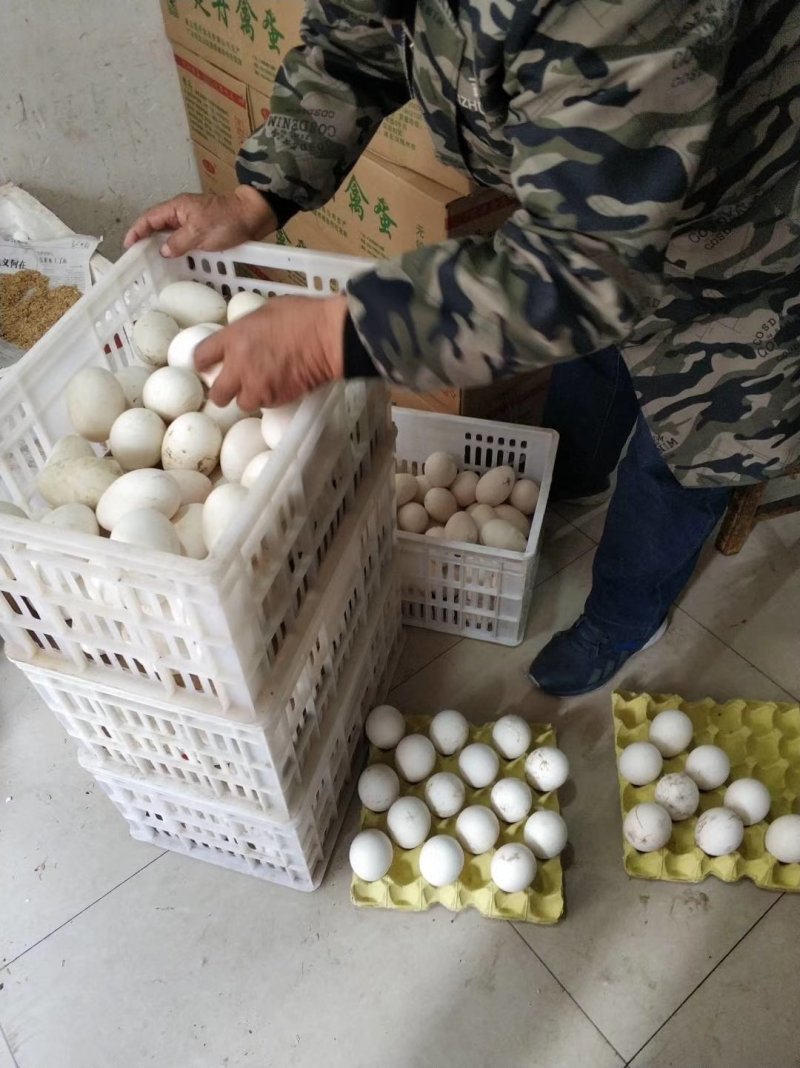 大量鹅蛋批发