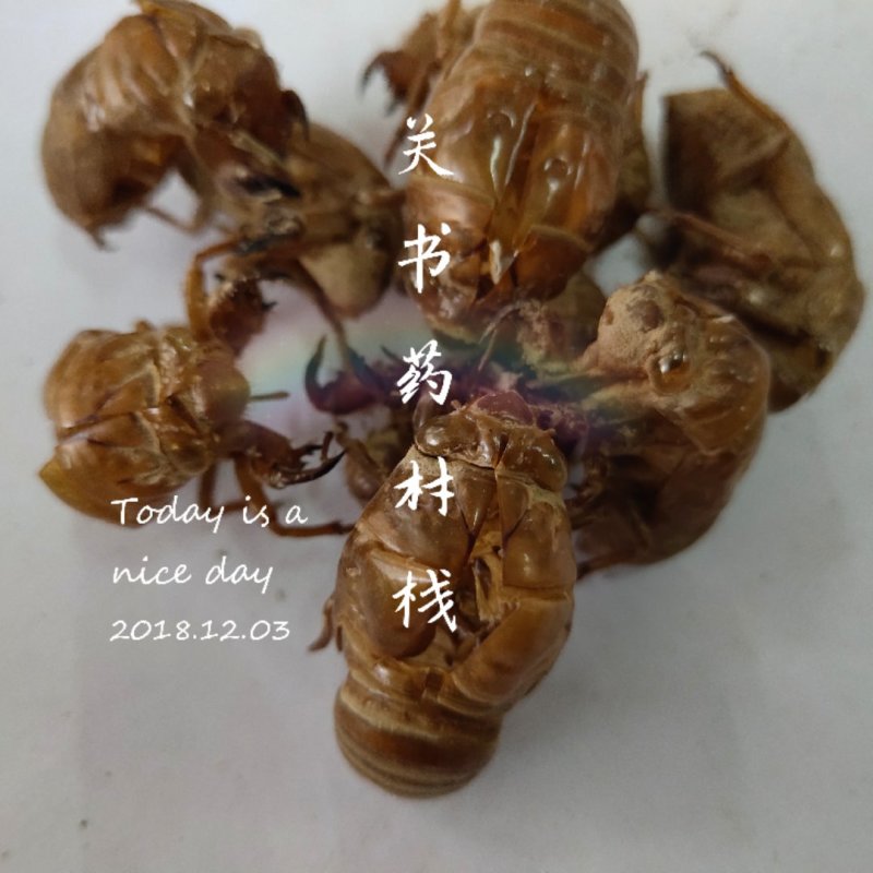 蝉蜕新货无杂质批发零售1000g起批关书药业