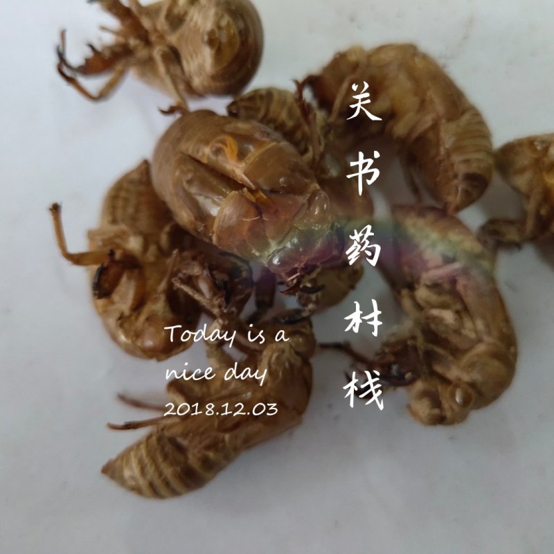 蝉蜕新货无杂质批发零售1000g起批关书药业