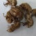 蝉蜕新货无杂质批发零售1000g起批关书药业