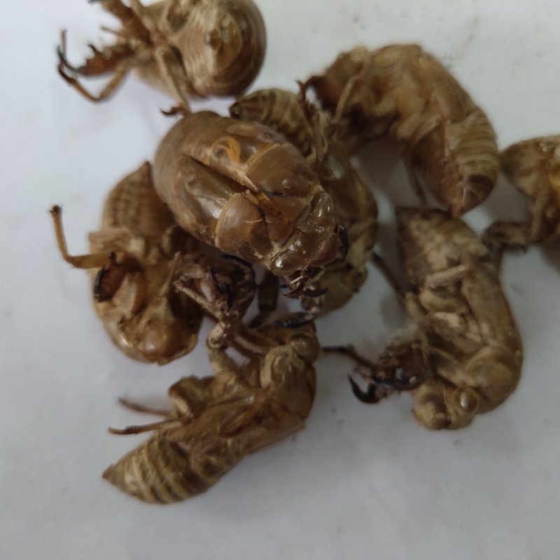 蝉蜕新货无杂质批发零售1000g起批关书药业