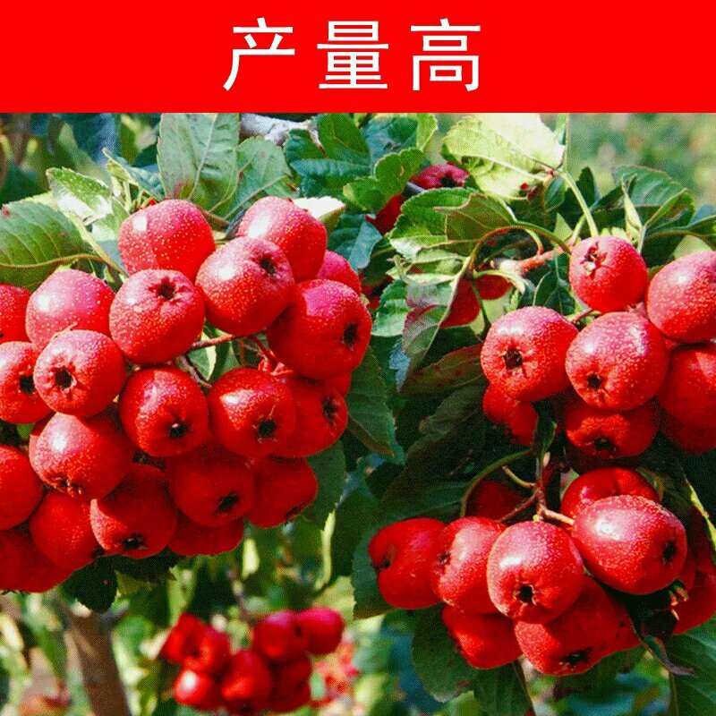 山楂树苗大金星大五棱南方北方种植地栽果树苗当年结果