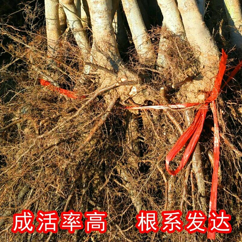 山楂树苗大金星大五棱南方北方种植地栽果树苗当年结果