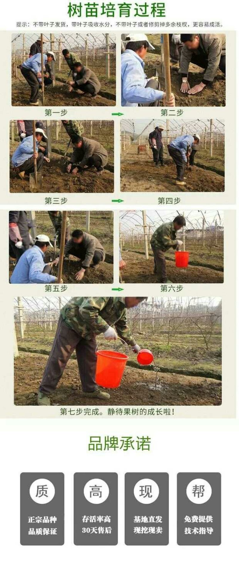 山楂树苗大金星大五棱南方北方种植地栽果树苗当年结果