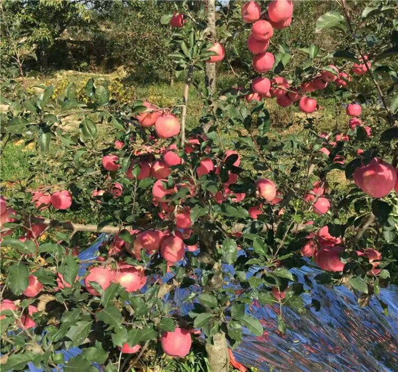 嫁接苹果树苗庭院地栽红富士苹果苗南方北方种植当年挂果