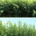 嫁接特大磨盘柿，牛心柿，不暖甜柿当年结果摘下即吃