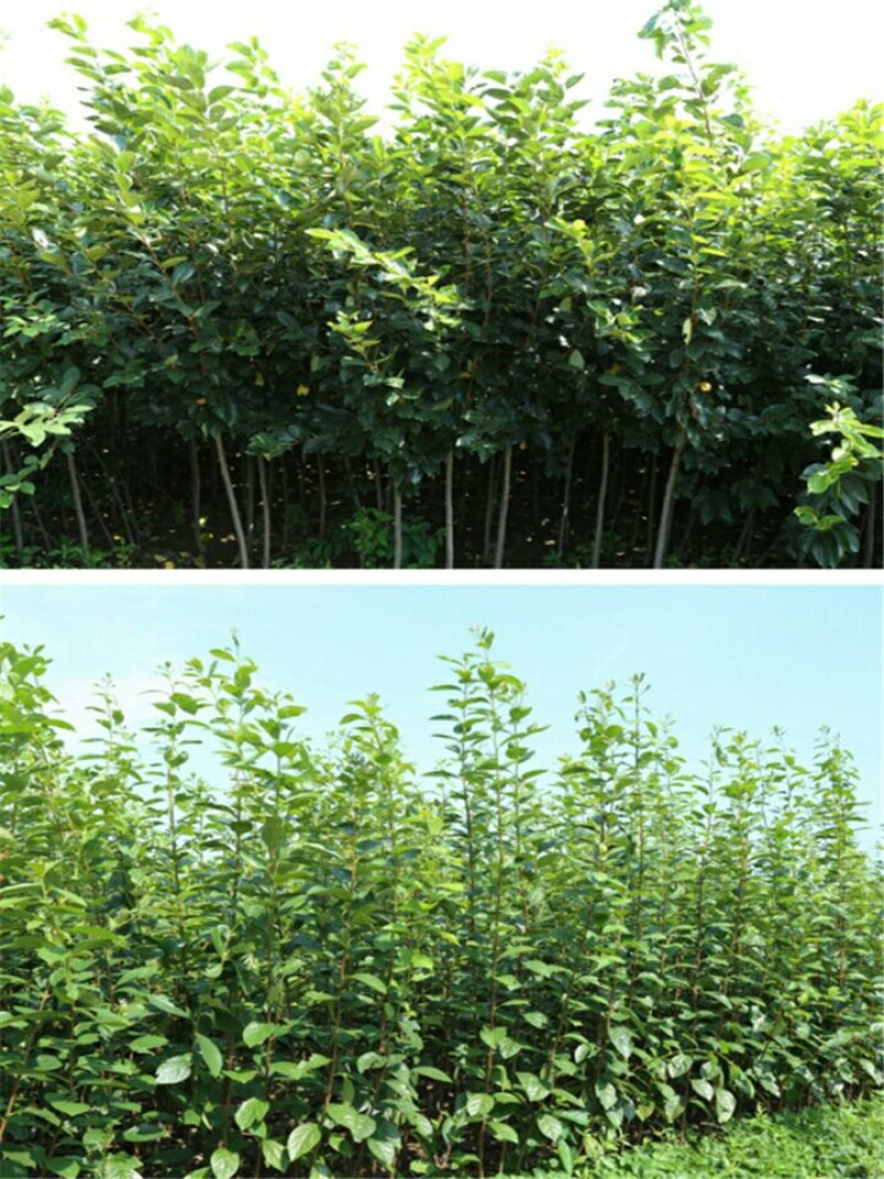 嫁接特大磨盘柿，牛心柿，不暖甜柿当年结果摘下即吃