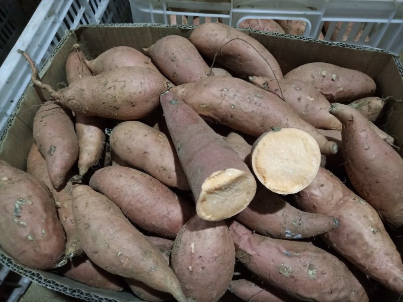 2022新鲜沂蒙蜜薯烟薯25一件代发量供应