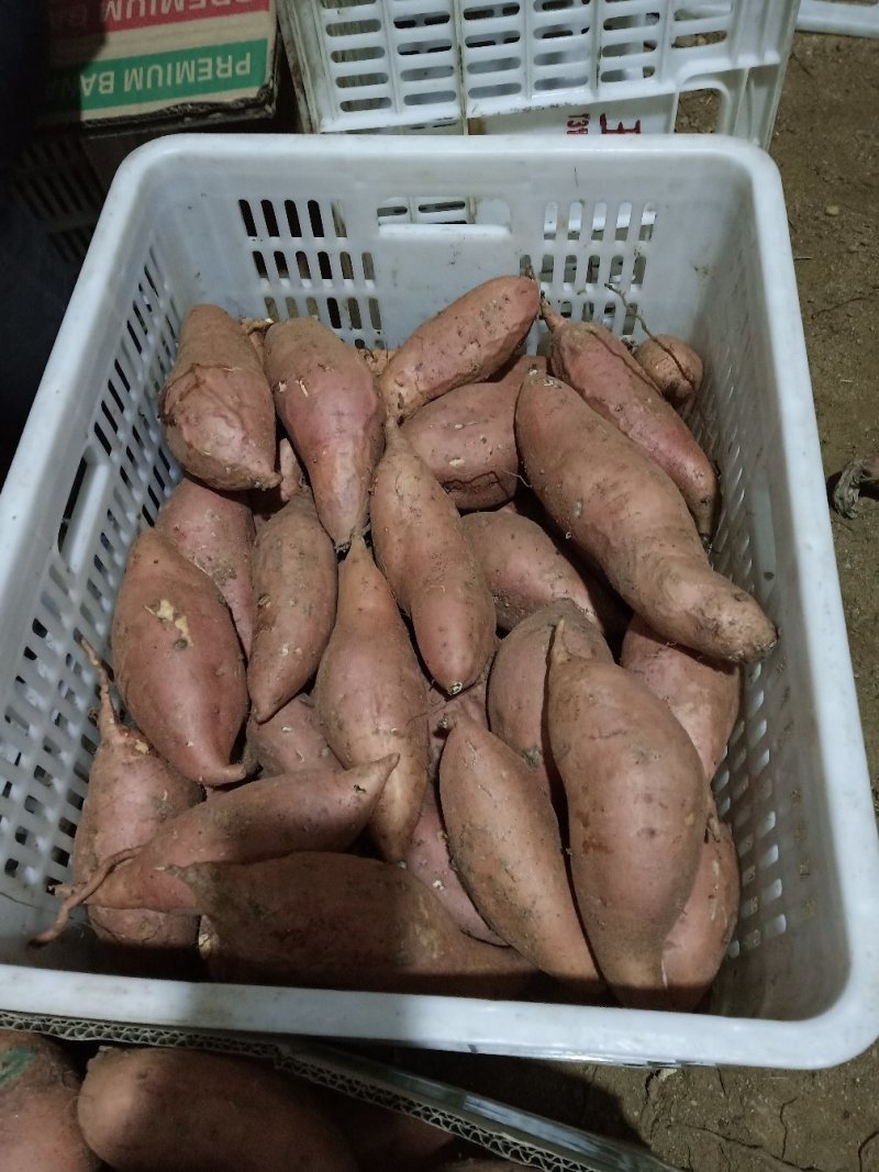2022新鲜沂蒙蜜薯烟薯25一件代发量供应