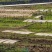 广西都安原生态手工土红薯粉