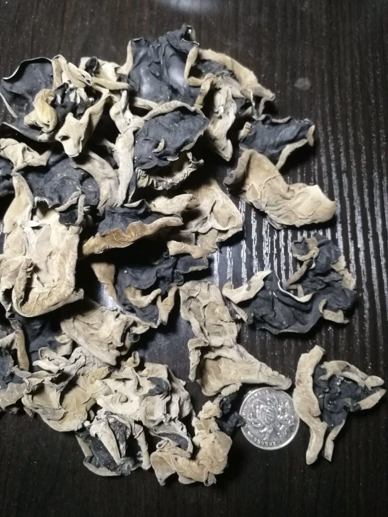 江南冬木耳大木耳冬季木耳2.5cm南方黑木耳