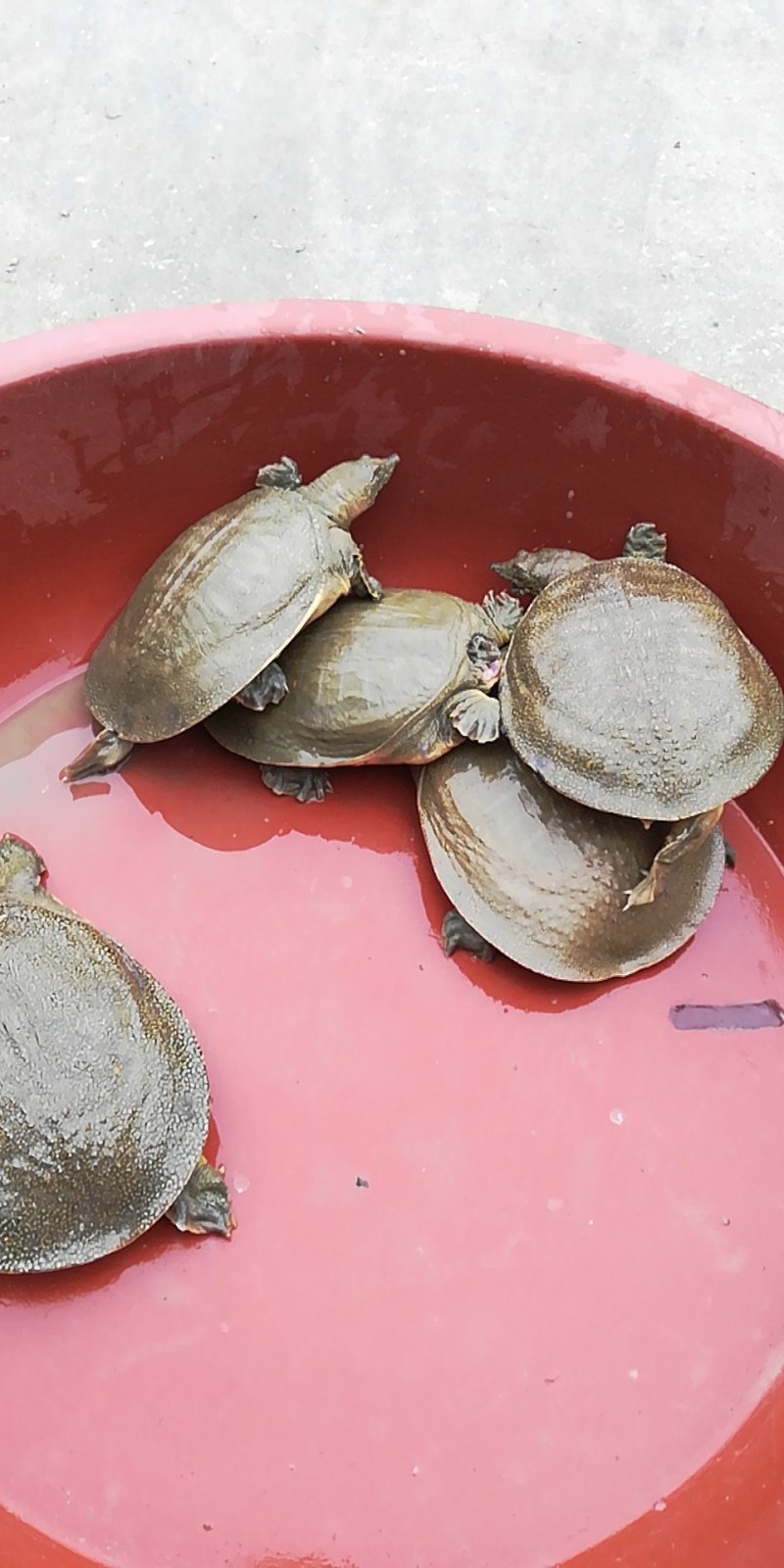 生态甲鱼