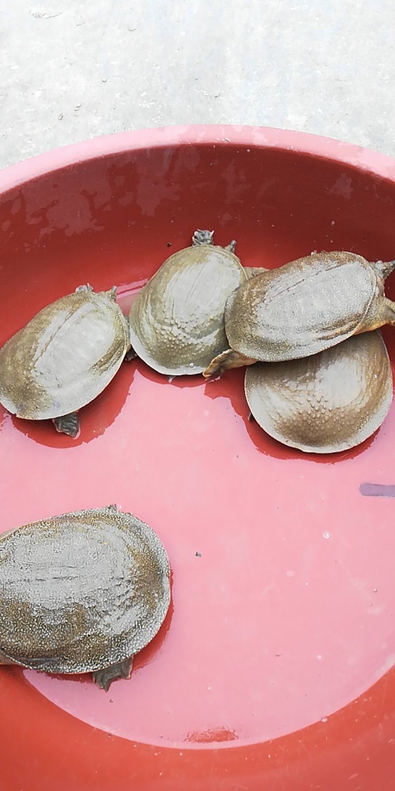 生态甲鱼