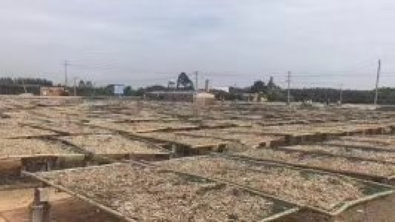 地摊火爆野生小鱼干
