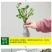 月季花苗老桩老根四季盆栽室内开花不断大花浓香室外特大
