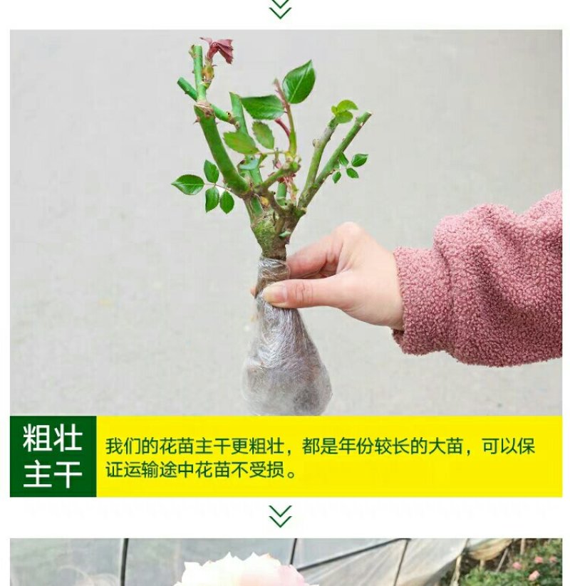 月季花苗老桩老根四季盆栽室内开花不断大花浓香室外特大