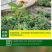 月季花苗老桩老根四季盆栽室内开花不断大花浓香室外特大