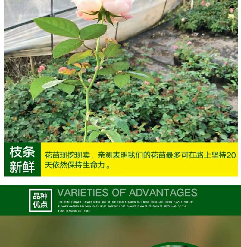 月季花苗老桩老根四季盆栽室内开花不断大花浓香室外特大