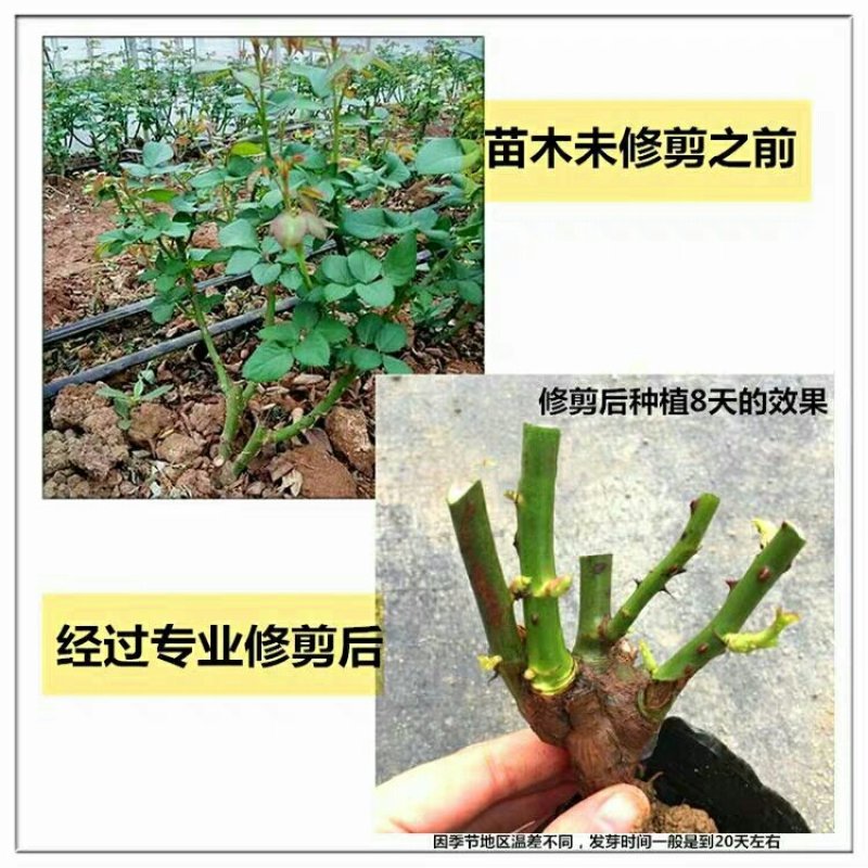 月季花苗老桩老根四季盆栽室内开花不断大花浓香室外特大