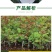 月季花苗老桩老根四季盆栽室内开花不断大花浓香室外特大