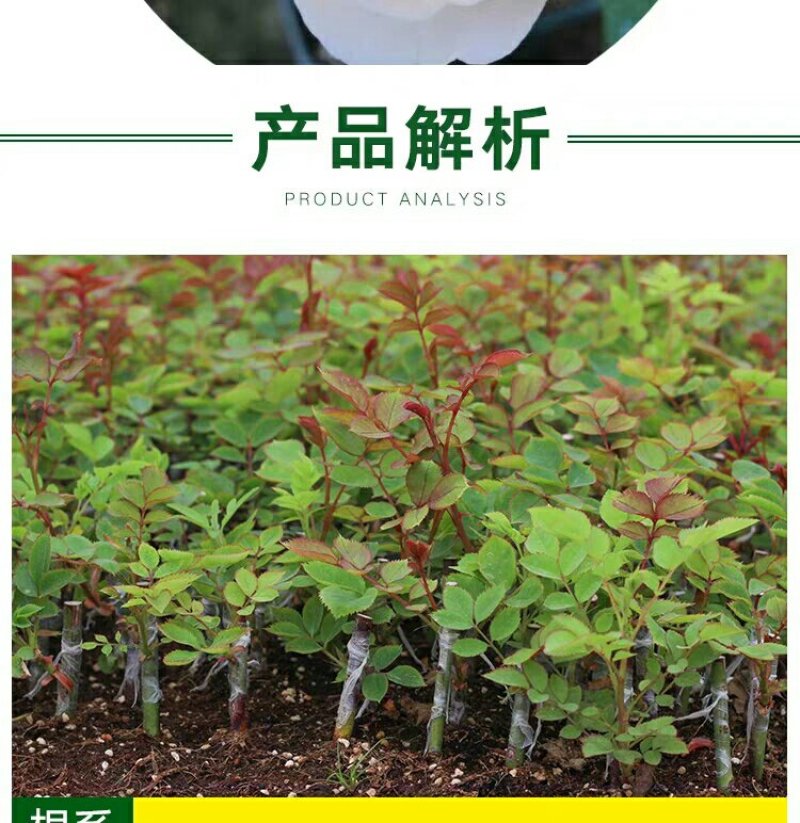 月季花苗老桩老根四季盆栽室内开花不断大花浓香室外特大