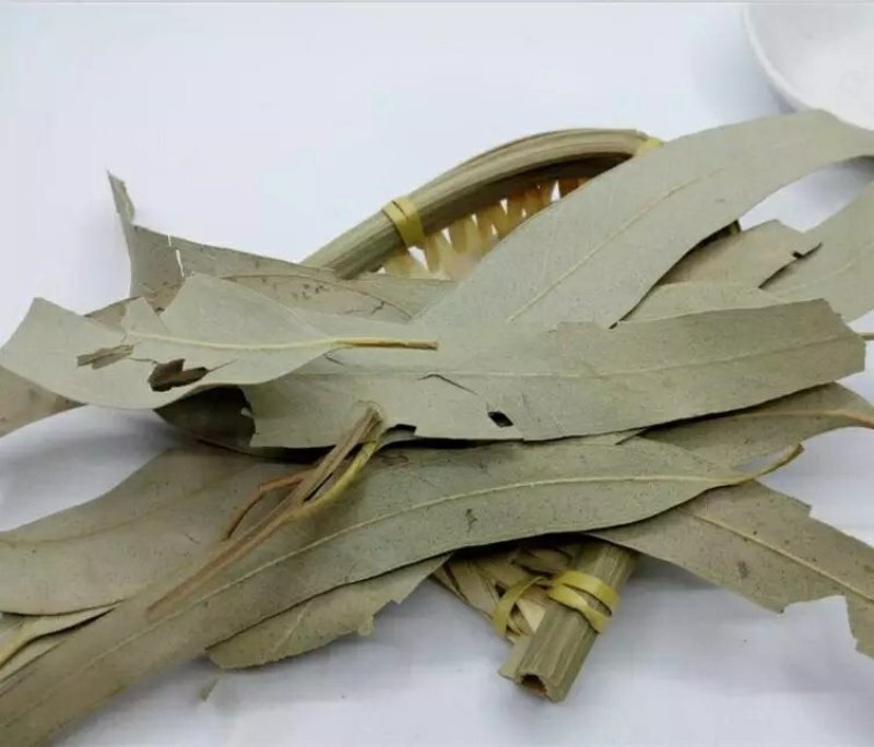 大叶桉叶桉树叶大叶有加利干货