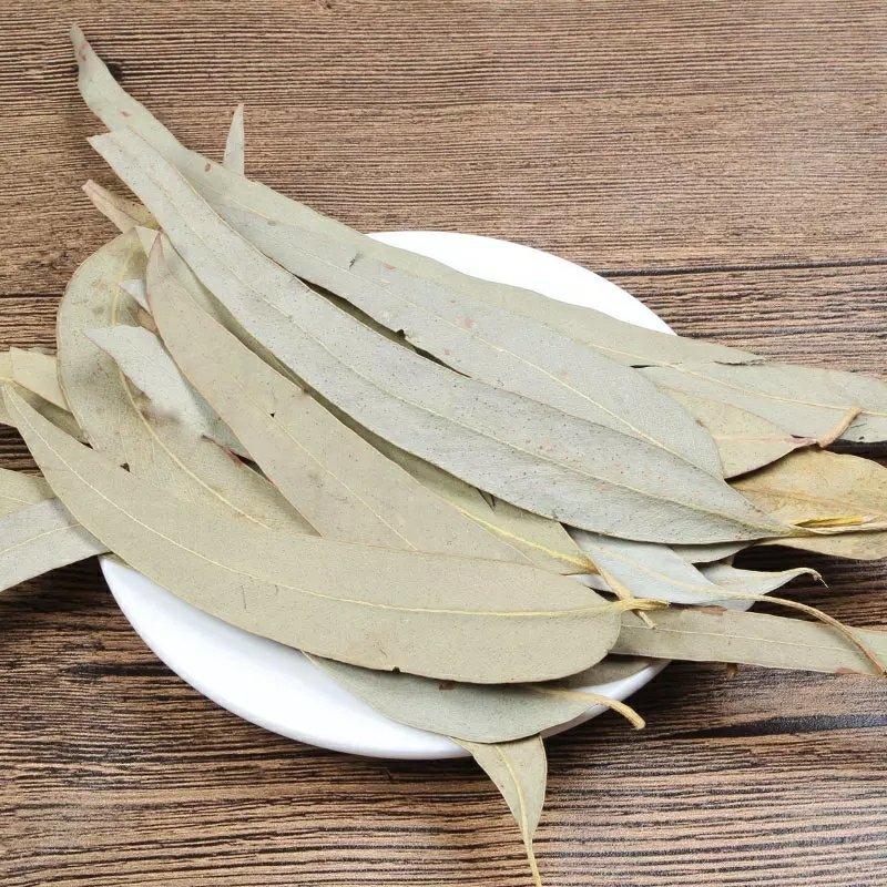大叶桉叶桉树叶大叶有加利干货