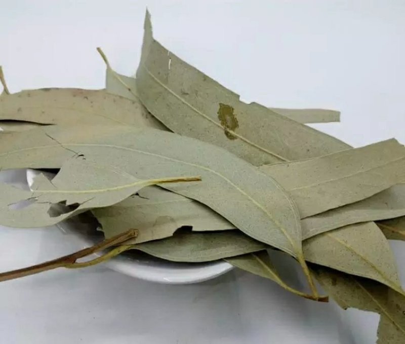 大叶桉叶桉树叶大叶有加利干货