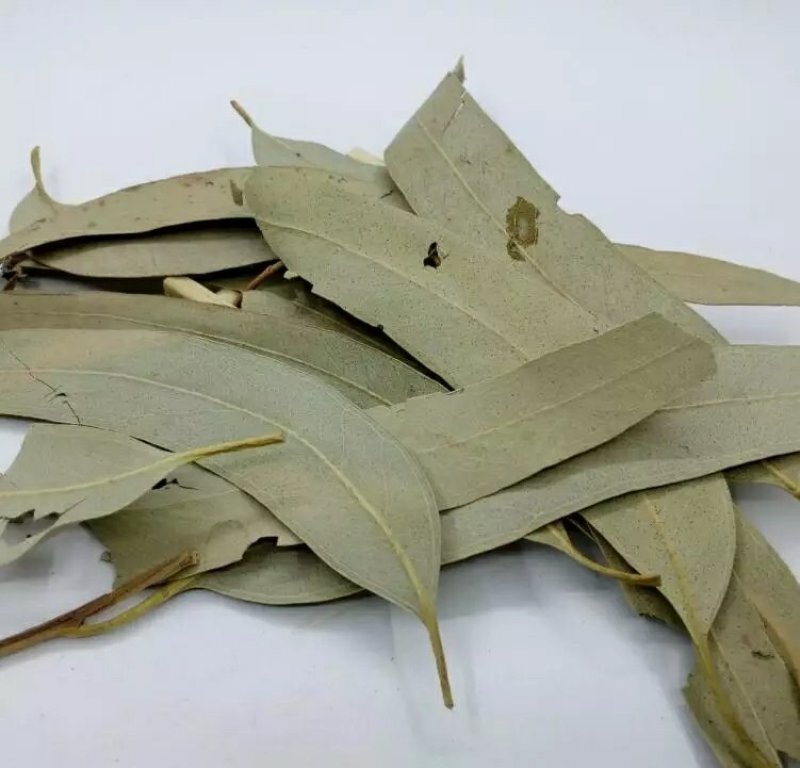 大叶桉叶桉树叶大叶有加利干货