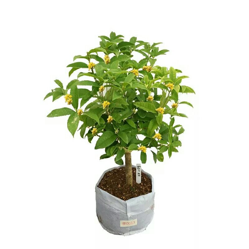 四季桂花树苗花卉盆栽浓香型嫁接金桂地栽盆栽都可