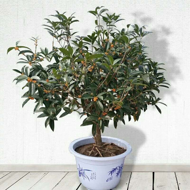 四季桂花树苗花卉盆栽浓香型嫁接金桂地栽盆栽都可