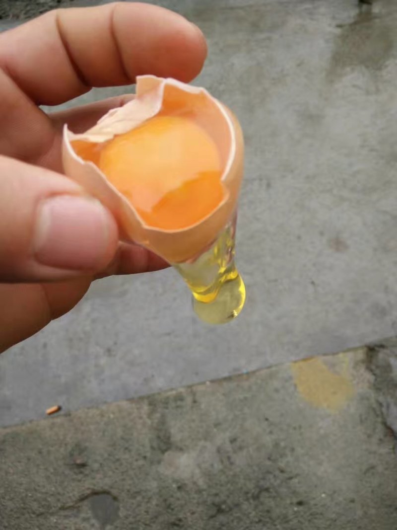 做网红诚信土鸡蛋