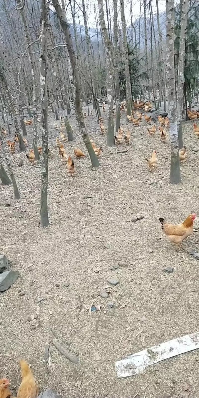做网红诚信土鸡蛋