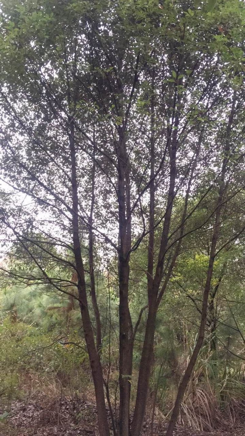 丛生全冠香樟，