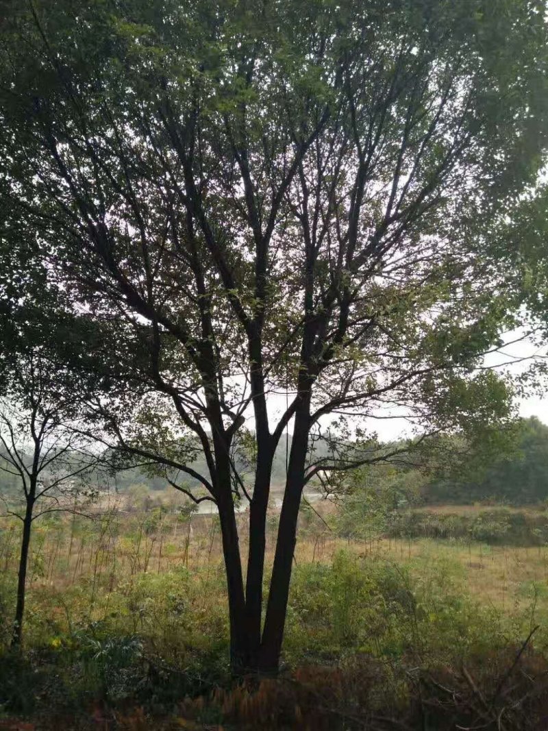 丛生全冠香樟，