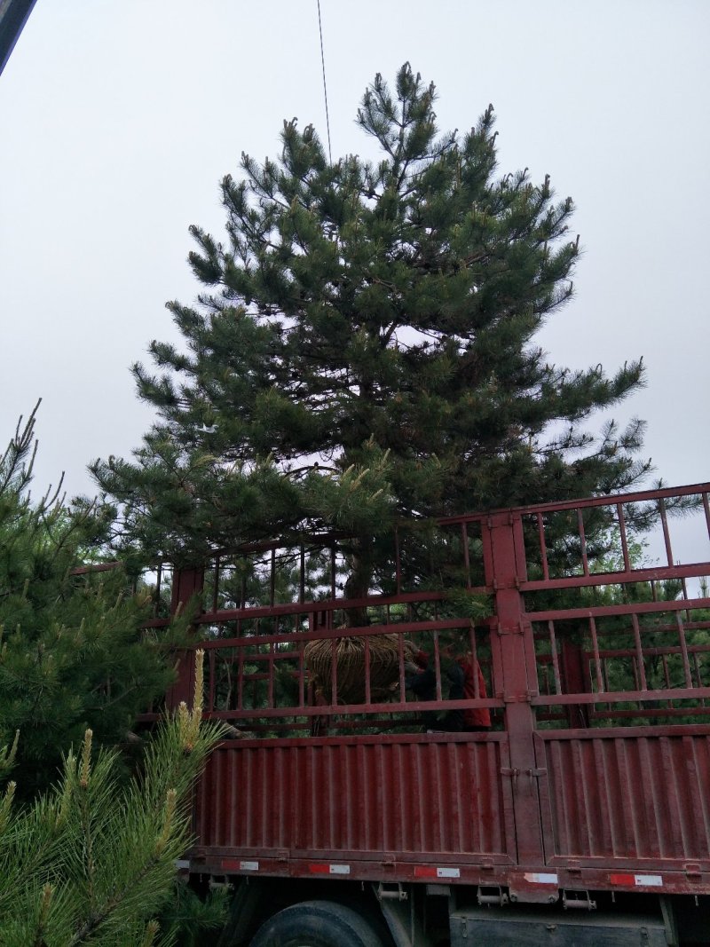 基地直销油松4米以上10~12cm8~10cm