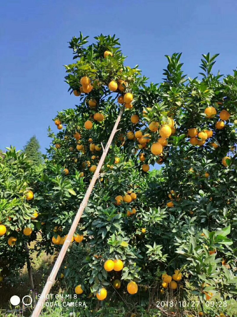 蒸、制陈皮丝四年陈(一两陈皮一两金)稀土之乡富硒货